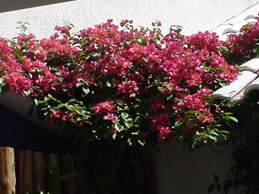 Morada Das Flores Porto Alegre Exteriör bild